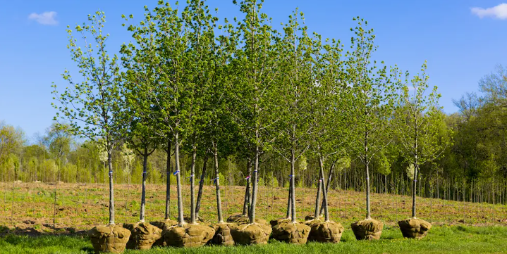 Treeplanting