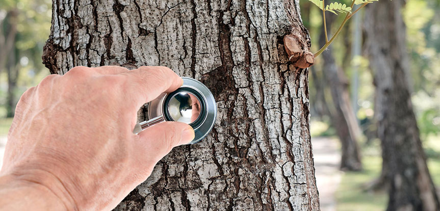 Tree inspection
